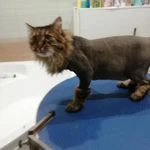 Фото №3 Стрижка кошек
