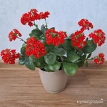 Фото №5 Каланхоэ цветущий красный