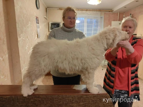 Фото Южнорусские овчарки.