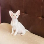 Фото №10 Продаю прекрасных ориентальных котят