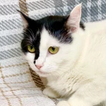 Фото №5 Уникальная красавица кошечка Маска ищет дом