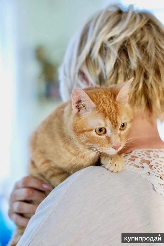 Фото Кошечка Апельсинка - рыжая красавица в добрые руки