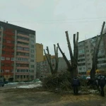 Фото №5 Обрезка, спил,снос деревьев