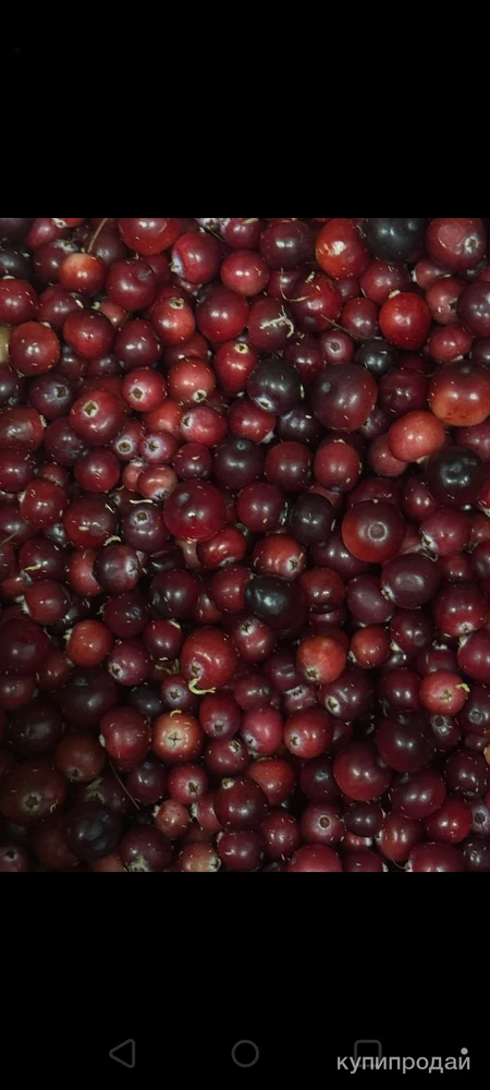 Фото Продам клюква