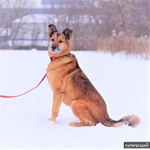 Фото №4 Дана. Потрясающая семейная собака из приюта в добрые руки