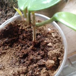 Фото №3 Продаю восковой плющ (лиана)