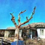 Фото №9 Спилить дерево.Удаление деревьев.Арбористика