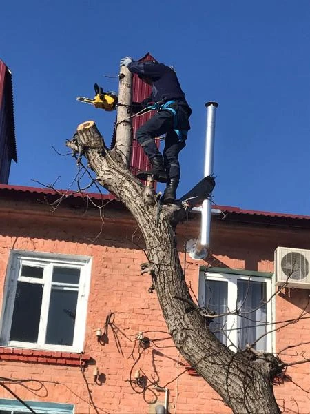 Фото Спил деревьев расчистка участков