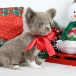 Фото №2 Чихуахуа щенки лиловые и шоколадные Москва