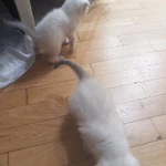 Фото №4 Шотландские котята