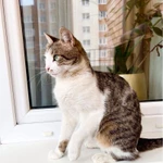 Фото №7 Не просто кошка - королева в добрые руки