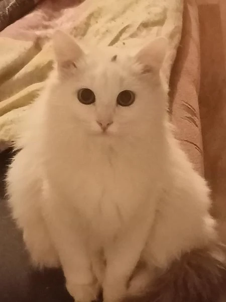 Фото Вязка кошки. Нужен кот 