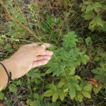 Фото №2 Репешок. Цена за 100 грамм.