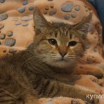 Фото №2 Кошечка Шурочка в добрые руки