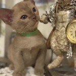 Фото №3 Бурманские котята