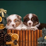 Фото №10 Мини аусси