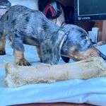 Фото №2 Стандартный кобель таксы