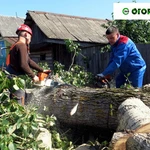 Валка деревьев. Покос травы. Расчистка участка.