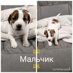 Фото №7 Замечательные щенки Джек Рассел терьера