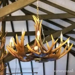 Фото №2 Рога Лося