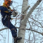 Спил деревьев любой сложности 