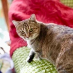 Фото №7 Кругленькая очаровашка кошка Шерочка в дар