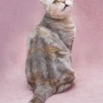 Фото №7 Уютная плюшевая кошечка Эмма ищет дом