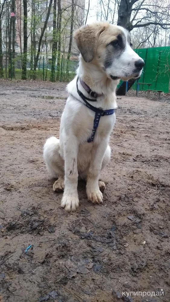 Фото Щенок САО