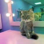 Фото №3 Стрижка собак и кошек 