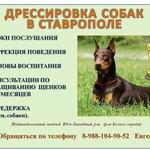 Фото №2 Дрессировка собак г. Ставрополь Евгения