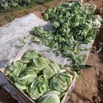 Фото №2 цветная капуста