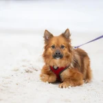 Фото №2 Чудо ищет дом