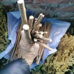 Фото №2 Лещина лесная веточки. Цена за 100 грамм.