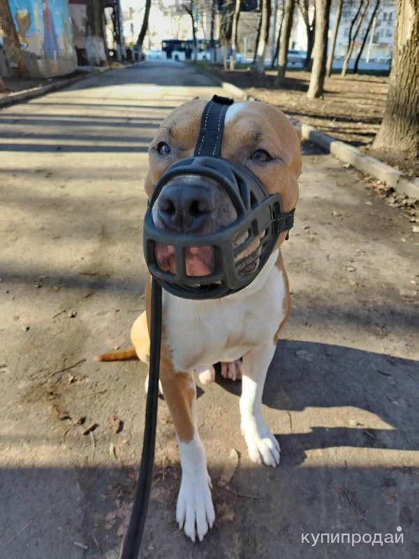 Фото Дрессировка, передержка