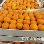 фото Мандарины оптом напрямую от производителя