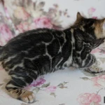 Фото №5 Бенгальские котята - мальчики и девочки