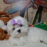 Фото №4 Белоснежное чудо Мальтезе. Мальтийская болонка