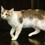 Фото №8 Трехцветная кошка Изюминка в добрые руки