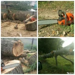 Фото №2 спил деревьев