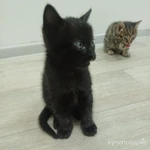 Фото №2 Отдадим котят в добрые руки