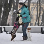 Передержка собак, выгул собак