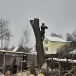 Фото №3 Спилить дерево Тучково. Удаление и обрезка деревьев. 