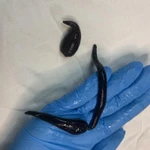 Фото №2 Пиявки медицинские Сертифицированные.