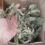 Фото №4 Крапива глухая (мертвая) белая.