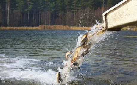 Фото Зарыбление водоёмов