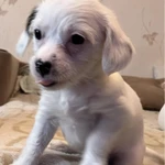 Фото №3 Продаю щенков китайской хохлатой