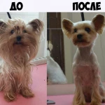 Фото №3 Красота для Вашего питомца
