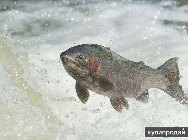 Фото Рыба и Морепродукты от ПРОИЗВОДИТЕЛЯ.