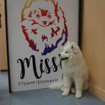 Студия груминга Missy. Стрижка кошек, собак