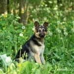 Фото №9 Щенок метис овчарки в дар